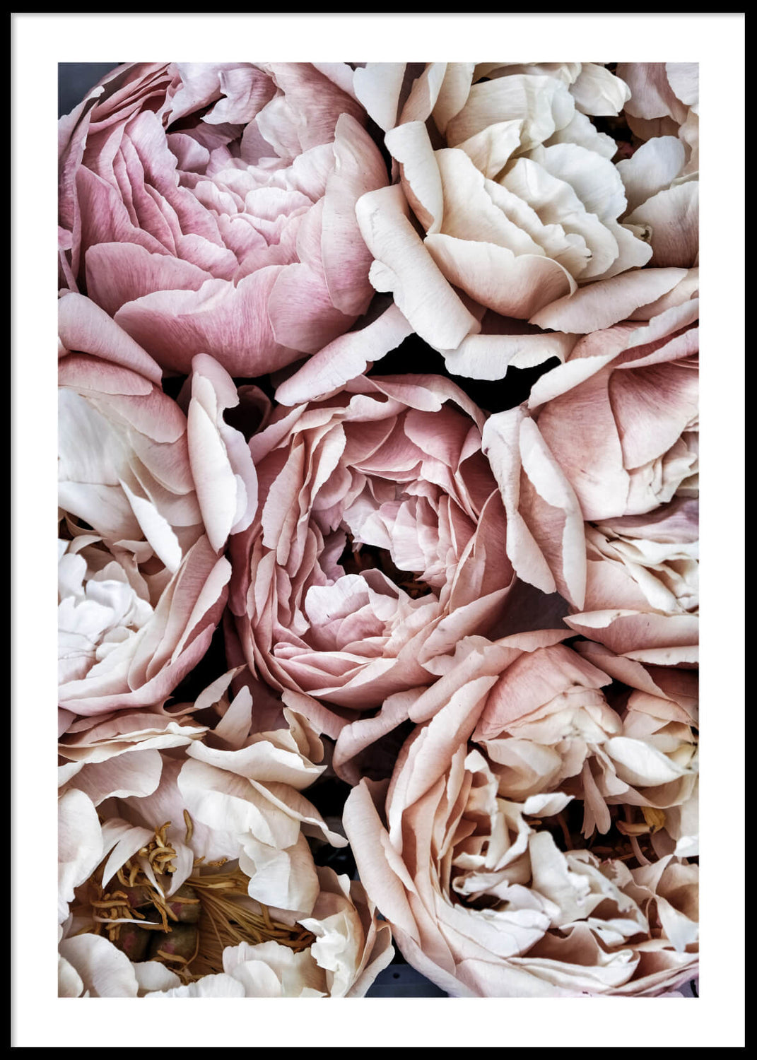 Peonies, Poster (50x70)