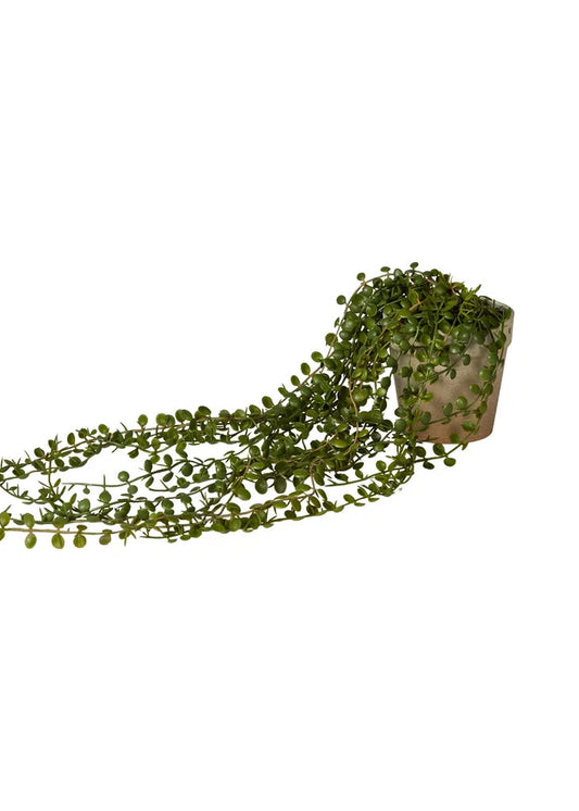 Hænge Pilea i potte 46cm