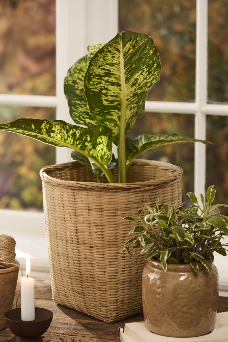 Kurv; firkantet bund og rund top