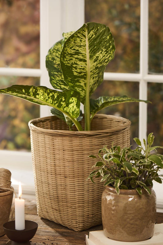 Kurv; firkantet bund og rund top