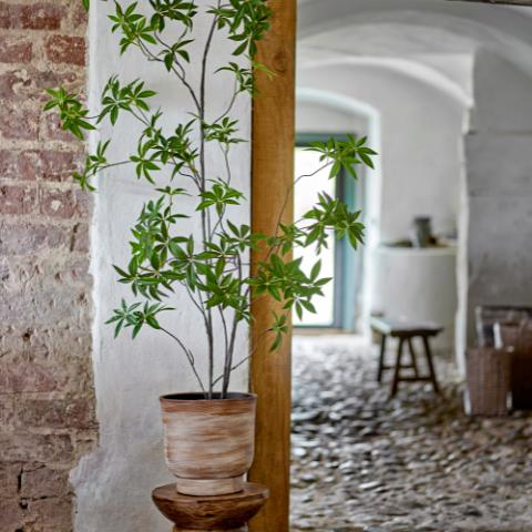 Plante, evighedsplante