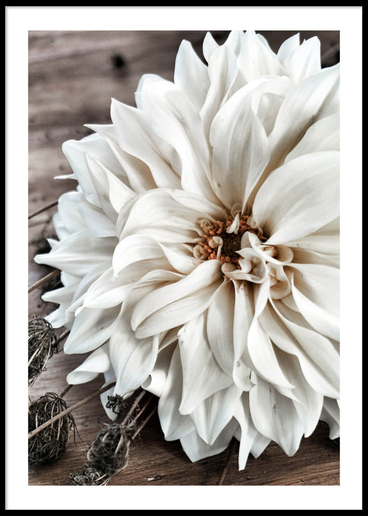 Big White Flower, Poster (70x100) - Fås også i mindre størrelse.