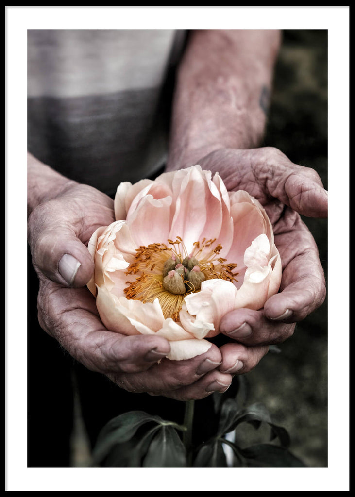 Holding a Flower, Poster (50x70)