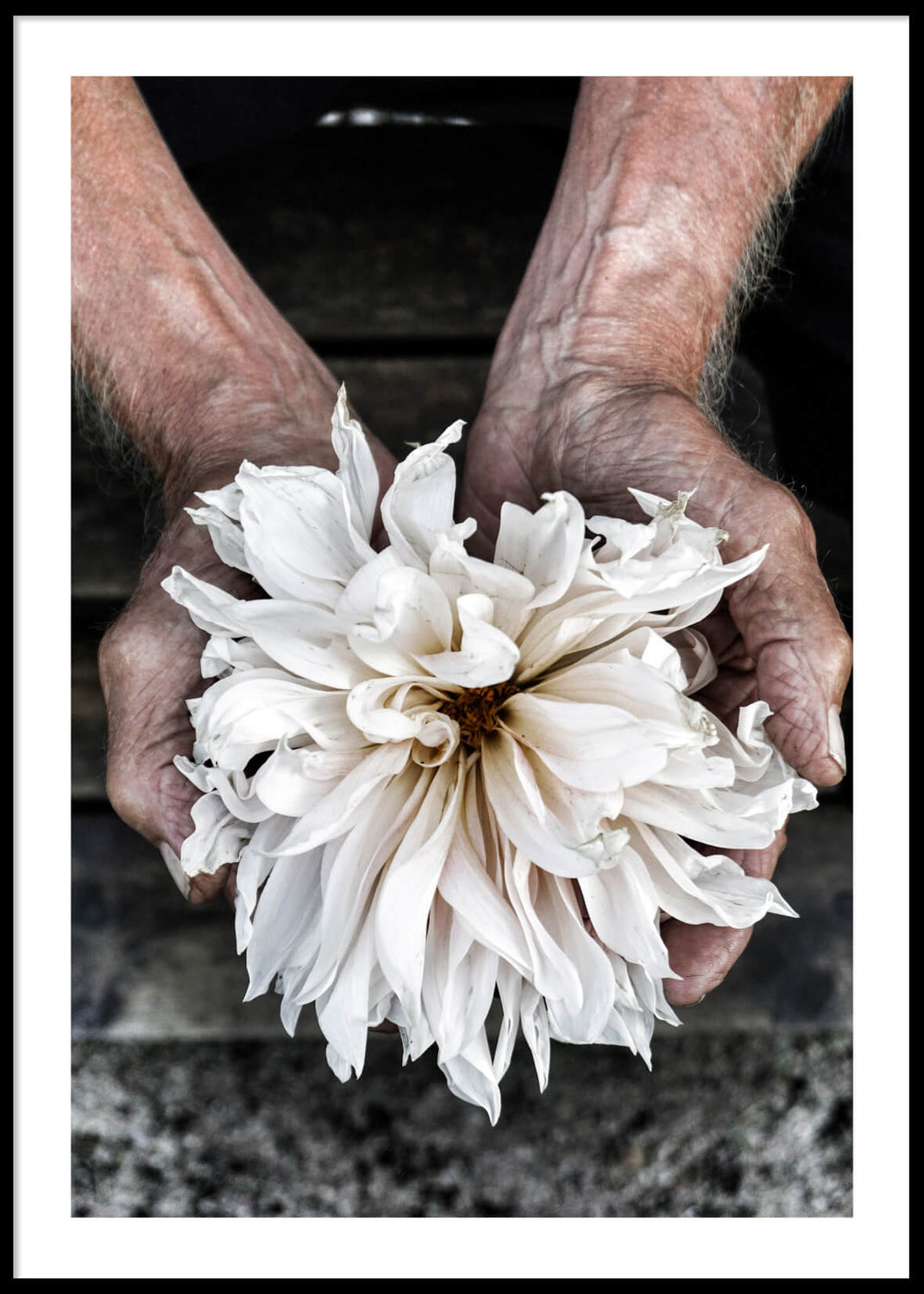 White Dahlia, Poster (70X100) - Fås også i mindre størrelse.